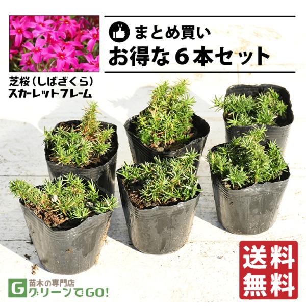  ō iVoUNj c yXJ[bgt[z 3|bgc×6{Zbg