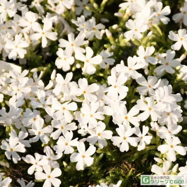 芝桜 シバザクラ 苗 【モンブランホワイト】 3号ポット苗 宿根草 しばざくら 多年草 耐寒性 耐暑性 常緑 グランドカバー芝桜はハナシノブ科の多年草でグランドカバーとして利用される事が多いです。    花ひろば実店舗でも人気の春の草花です...