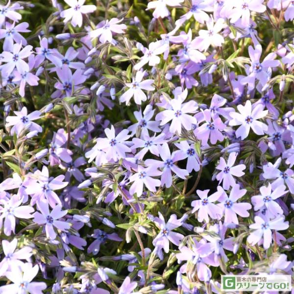 芝桜 (シバザクラ) 苗 【オーキントンブルーアイ】 3号ポット 芝桜 (シバザクラ) 苗 【オーキントンブルーアイ】 3号ポット