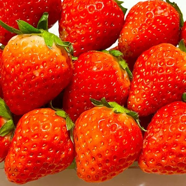 いちご 苗 【蜜香 （みつか）】 3号ポット苗 苺 野菜 栽培 家庭菜園 多年草一度食べたら忘れられない！強烈な甘さと香り！フルーティで甘いイチゴや実も食べられる鑑賞イチゴ。果実は円錐形で、甘い果汁を蓄えた真っ白で緻密な肉質も特徴です。一季...