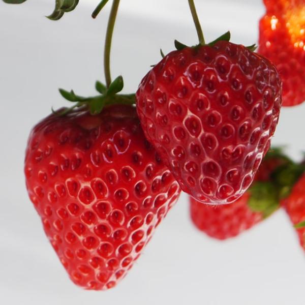 いちご 苗 【ドルチェベリー】 3号ポット苗 苺 野菜 栽培 家庭菜園 多年草春も秋も収穫できる、上質な甘さのイチゴ！パティシエも納得の「上品な」甘さ。酸味もほどよくバランスが良い食味の安定性に優れています。うどんこ病にも比較的強く、育てや...