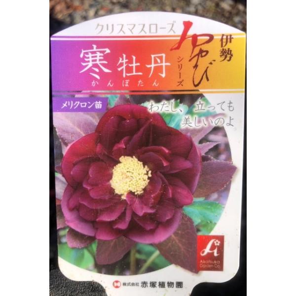 hanahiroba_tn09-423n001-01