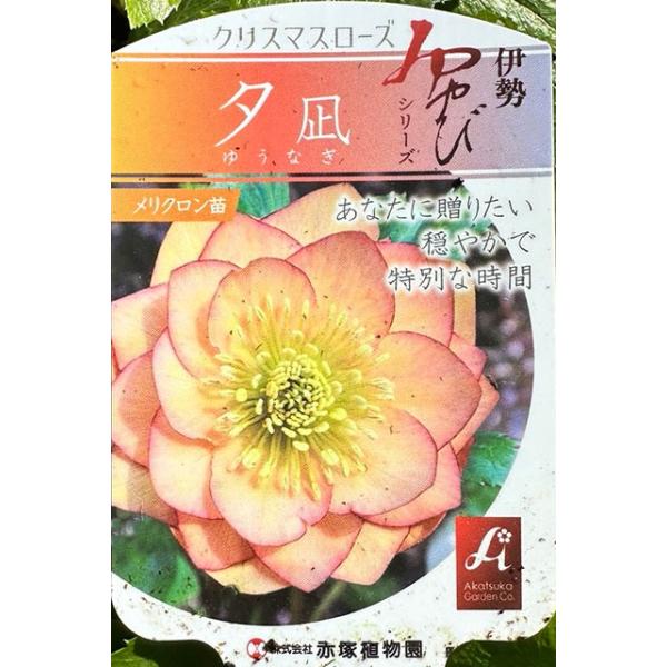 クリスマスローズ 【夕凪 （ゆうなぎ）】 ポット苗 : 苗木の専門店