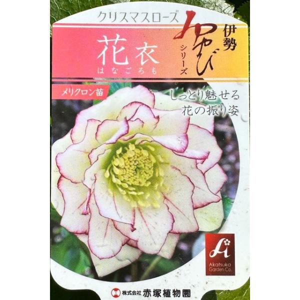 ☆、hana(旧hanaka)様ご購入苗☆㉕-546、⑤、⑥、⑦クリスマスローズ