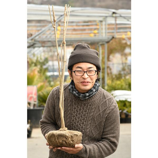 コシアブラ 苗 山菜 コシアブラ 約1 0m 根巻き苗 大株 Buyee Buyee 일본 통신 판매 상품 옥션의 대리 입찰 대리 구매 서비스