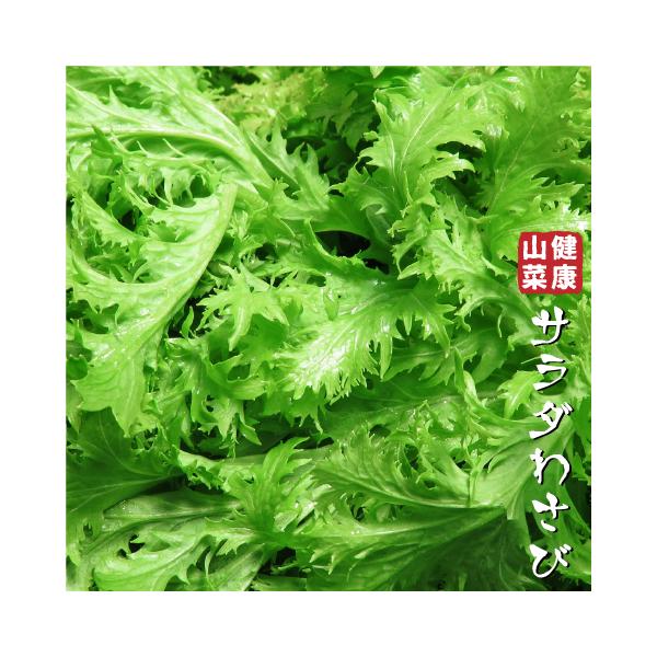 ワサビ 苗 【山菜 サラダわさび】 4号ポット苗 山葵 苗木 野菜 野菜苗自然の恵み。健康山菜！畑ワサビのような太い根にはなりませんが、爽やかな辛みがサラダによく合います。根は小さいユリ根型になります。別名「ユリワサビ」とも呼ばれます。シニ...