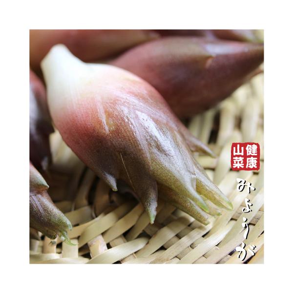 ミョウガ 苗の人気商品 通販 価格比較 価格 Com