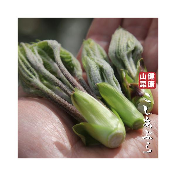 コゴミ 苗 【山菜 コシアブラ】 ポット苗 漉油 苗木 野菜 野菜苗自然の恵み。健康山菜！「山菜の女王」と呼ばれる、人気のある山菜です。 若芽を天ぷらやおひたしにして、美味しく食べられます。 コクのあるまろやかな風味は、タラの芽以上とも！？...