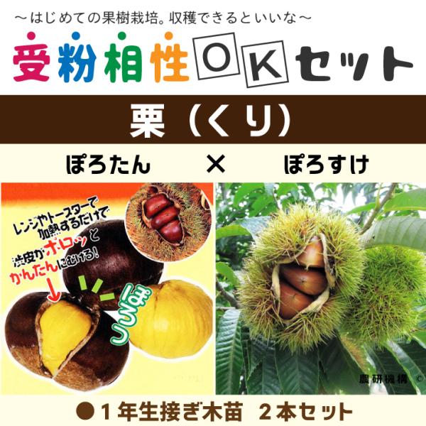 栗 苗木 【栗2品種 受粉相性OKセット ぽろたん ［登録品種］ × ぽろすけ ［登録品種］】 1年生 接ぎ木苗 ×2本セット くり 苗 果樹 果樹苗 受粉樹セット●以下の2品種のセットとなります。・「ぽろたん」の特長渋皮が簡単にむける特長...
