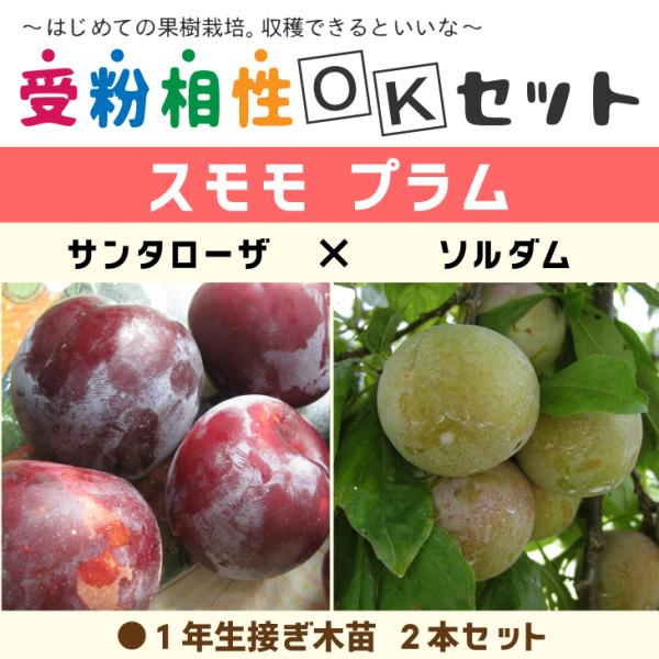 プラム苗木5本セット　貴陽、太陽、ソルダム、メスレー、大石早生　お得な5本セット スモモプラム 苗 【2品種 受粉相性OKセット サンタローザ × ソルダム