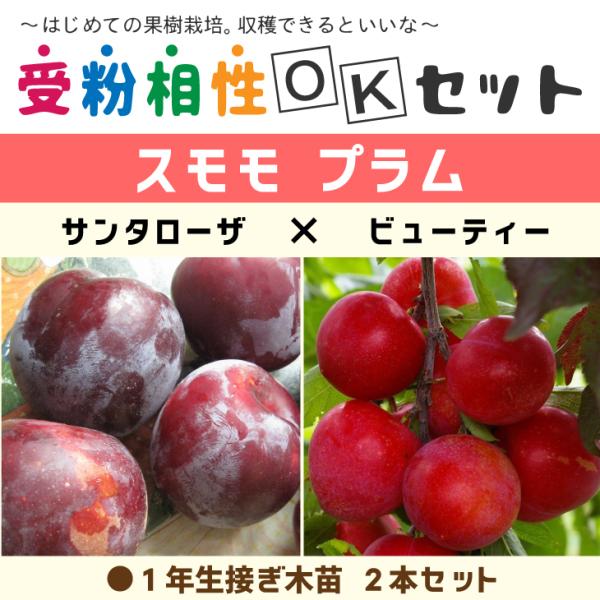 hanahiroba_tnjs-030t001-01