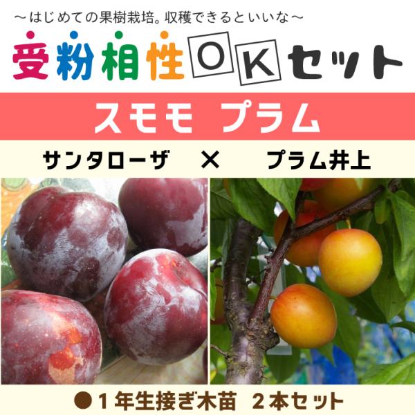 スモモ プラム 苗 【2品種 受粉相性OKセット サンタローザ × プラム