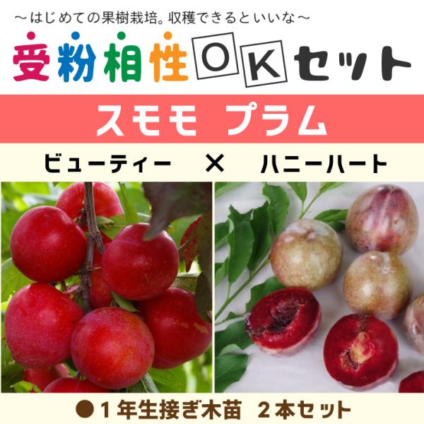 ������������ �X���� �v���� �c �y2�i��Z�b�g �r���[�e�B�[ × �n�j�[�n�[�g�z 1�N�� �ږؕc ×2�{ �j�[�����ܕt�� �k�C���E����͑��������K�p�O