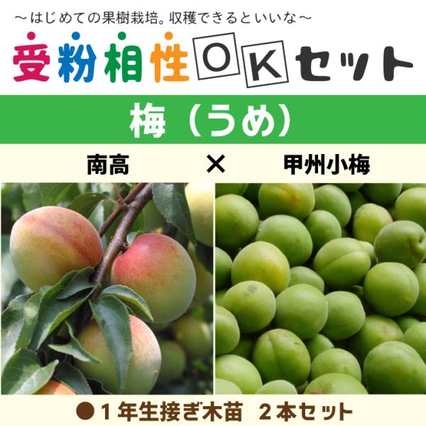 梅　苗木2本セット　大株　南高梅、甲州小梅 ◇送料無料◇ 梅 苗木 【梅2品種セット 南高 × 甲州小梅】 1年生