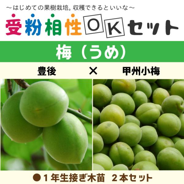  ~ c  y~2iZbg L × bB~z 1N ڂؕc ×2{ j[ܕt kCE͑KpO