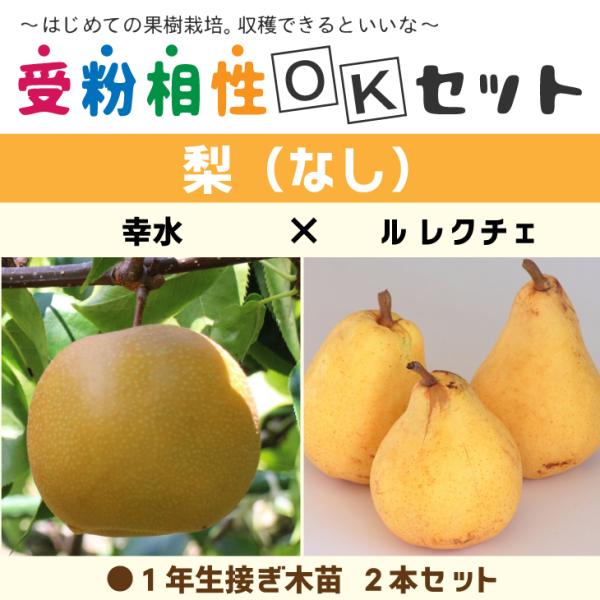  c  y2i 󕲑OKZbg K ×  N`Fz 1N ڂؕc ×2{Zbg