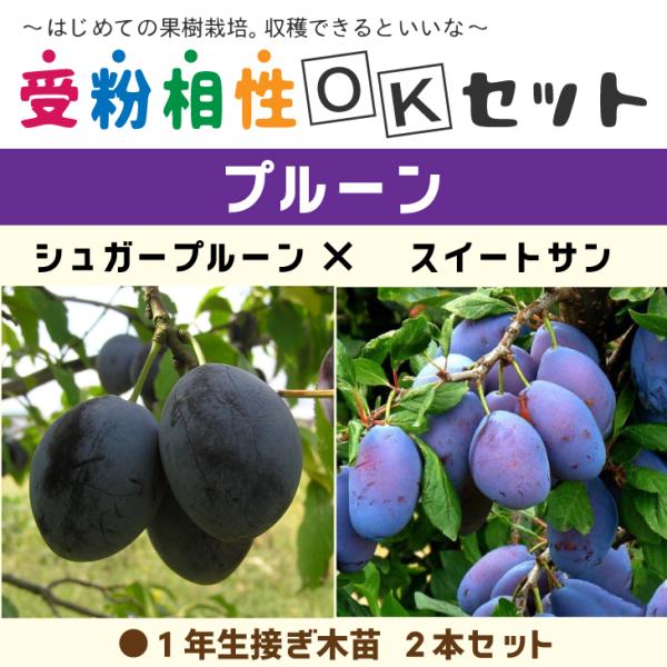 プルーン 苗 植木 盆栽の人気商品 通販 価格比較 価格 Com