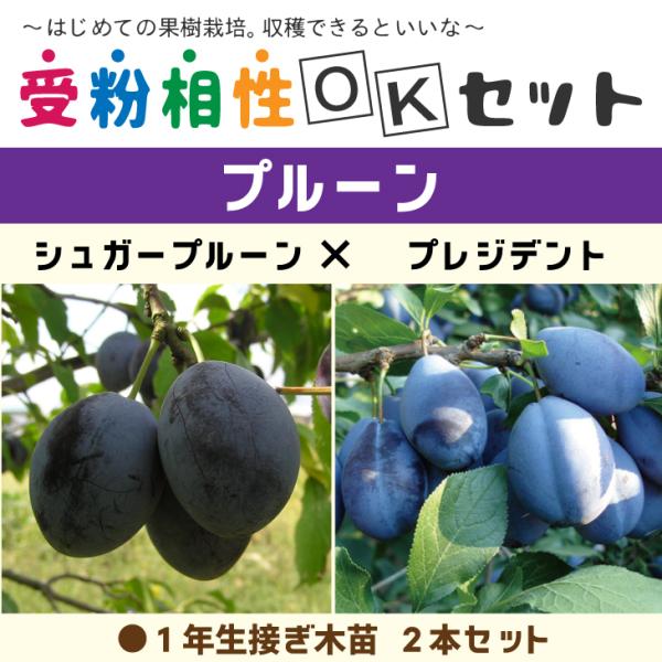 マイたんページページシュガープルーン 2本とプラム苗木貴陽1本 プルーン 苗 【2品種 受粉相性OKセット シュガープルーン