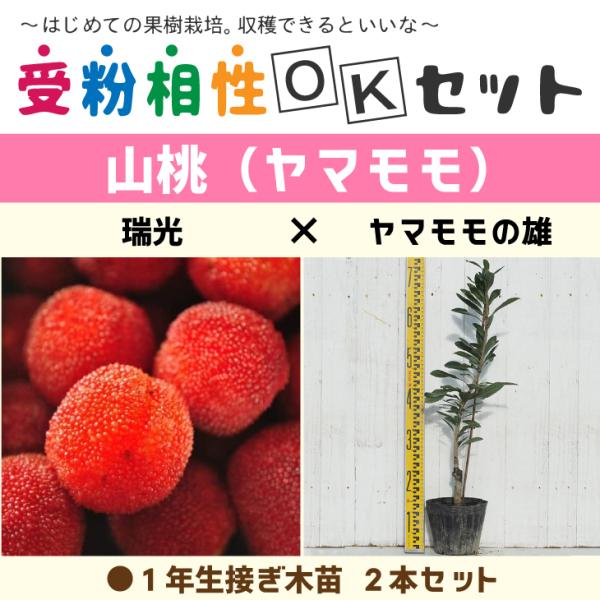 } c y}2i 󕲑OKZbg  × }̗Yz 1N ڂؕc ×2{Zbg