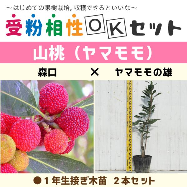  } c y}2iZbg X × }̗Yz 1N ڂؕc ×2{ j[ܕt kCE͑KpO