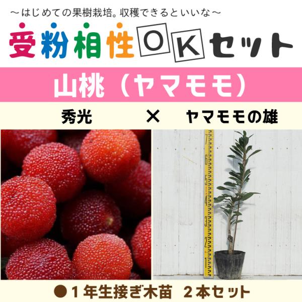  } c y}2iZbg G × }̗Yz 1N ڂؕc ×2{ j[ܕt kCE͑KpO