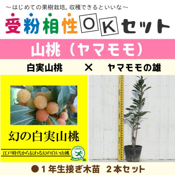 } c y}2i 󕲑OKZbg R × }̗Yz 1N ڂؕc ×2{Zbg