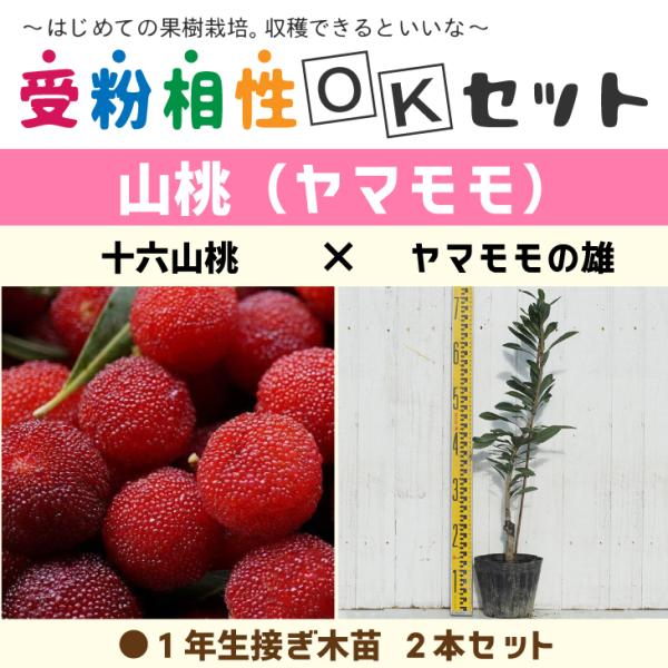 } c y}2i 󕲑OKZbg \ZR × }̗Yz 1N ڂؕc ×2{Zbg