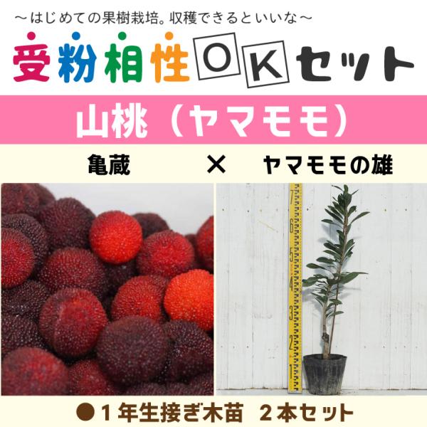 } c y}2i 󕲑OKZbg T × }̗Yz 1N ڂؕc ×2{Zbg