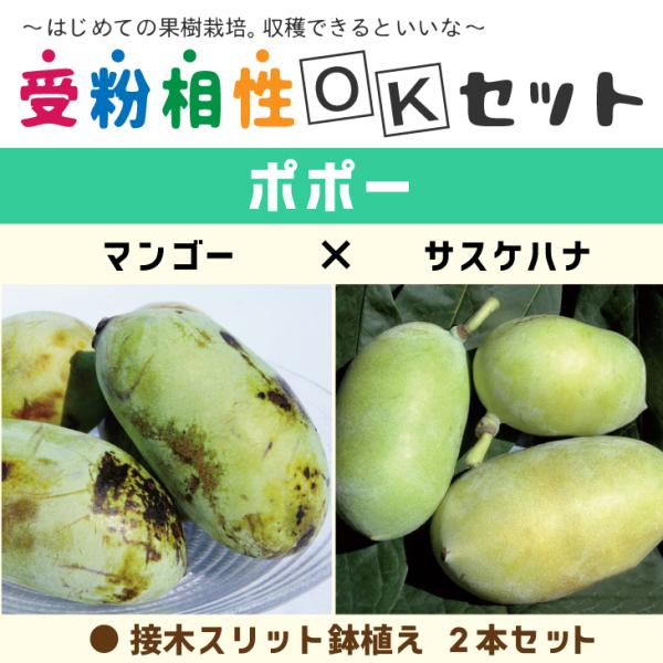 ポポー苗　接木　3株　セット ポポー苗 接木 3株 セット ポポー苗 接木 3株 セット