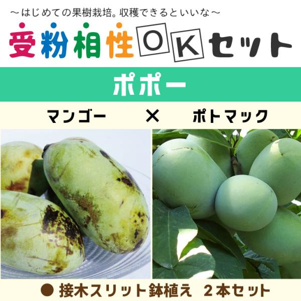 ||[ c y||[2i 󕲑OKZbg }S[ × |g}bNz ڂؕc ×2{Zbg