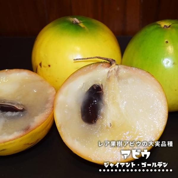 hanahirobaonline_abiu-