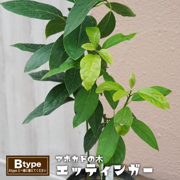❶アボカドＢ接木苗 耐寒性 人気種 hanahirobaonline_abokado-
