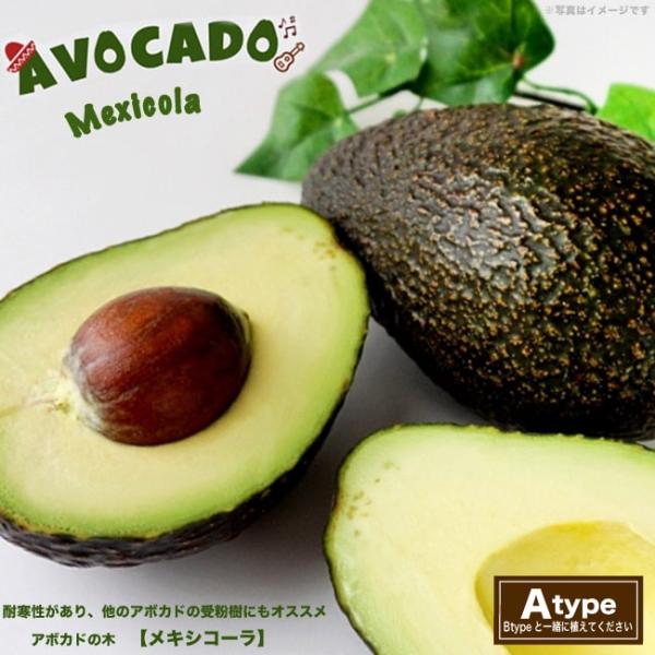 アボカド　メキシコーラ　実付き 81wRGbGPf2L._AC_UF350,