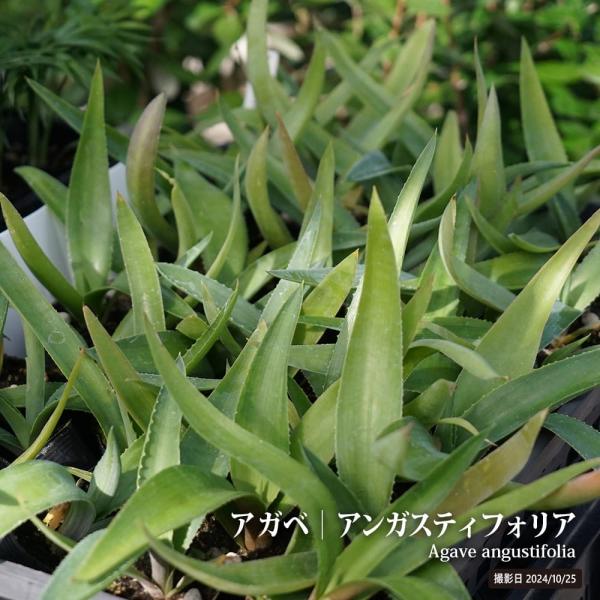 ●品種の特徴アガベ「アンガスティフォリア バリエガータ」は、成長すると葉幅が5〜10cmになる青緑色で白い縁取りが特徴の美しい葉を持ちます。美しい先端を尖らせて対称的なロゼットを形作ります。成長は遅いですが、成熟すると小さな緑黄色の花をたく...
