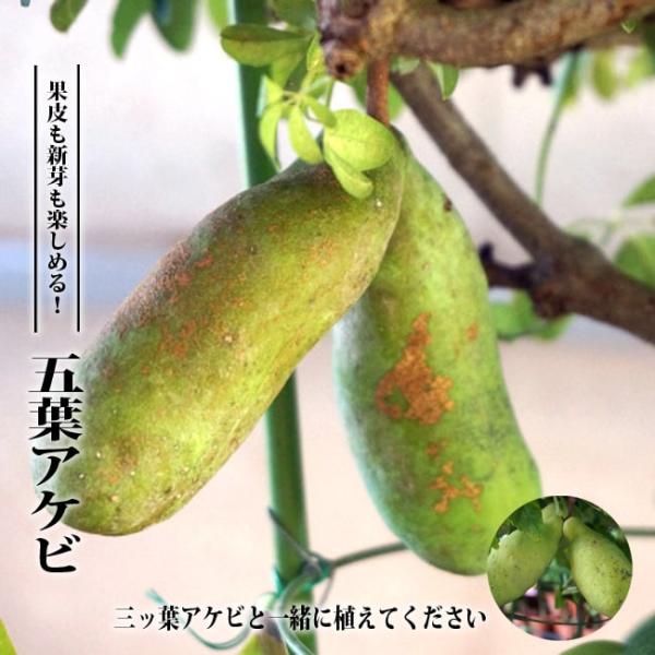 独特な樹姿〈五枚葉あけび〉☆8/3までの出品 hanahirobaonline_akebi-goyo