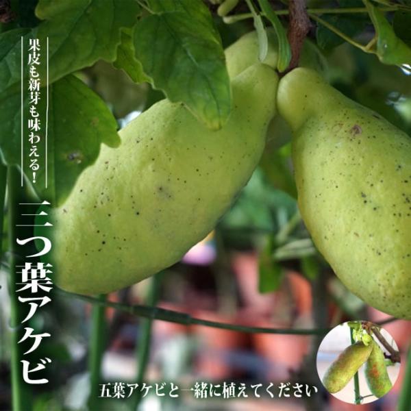 五つ葉アケビ大株と三つ葉アケビセット　蔓性落葉植物　苗木　苗　甘い実　効能あり hanahirobaonline_akebi-mitsuba