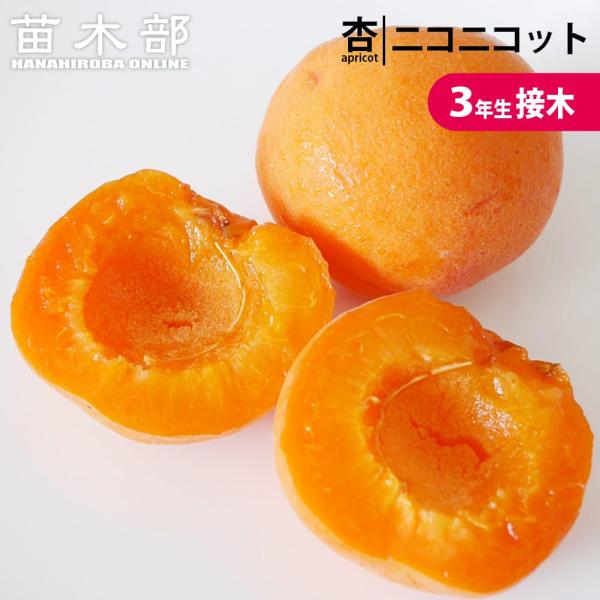 ニコニコット 大実あんず 3年生 1m大苗 接木苗 苗木 産地で剪定1.0m苗 登録品種・品種登録 予約販売10〜11月頃入荷予定