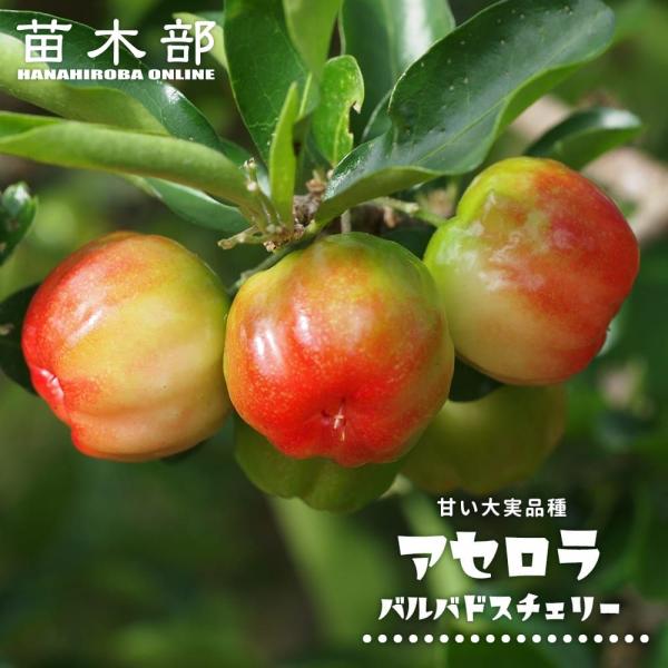 甘味大実アセロラ バルバドスチェリー 挿木 ポット苗