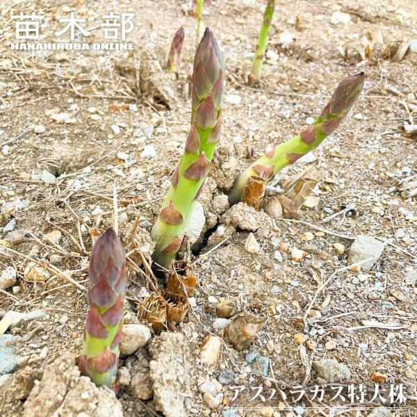 ●品種の特徴アミノ酸の1種であるアスパラギン酸を多く含むことから、この名前があります。学名の"officinalis"は「薬用の」という意味で、グリーンアスパラには、ビタミンA・B1・B2・C・Eを多く含みます。食用としても楽しめますし、き...