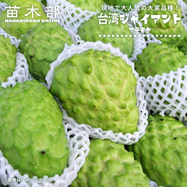 販売 苗 接木 品種不明 アテモヤ 鳳梨釋迦 シャカトウ　森のアイスクリーム アテモヤ接木苗木　釋迦果 苗木部 花ひろばオンライン By 果樹