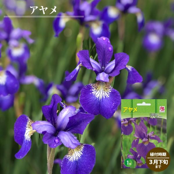 ♥鮮やか紫色 ♥日本アヤメ 100芽 8900円 メーカー公式ストア