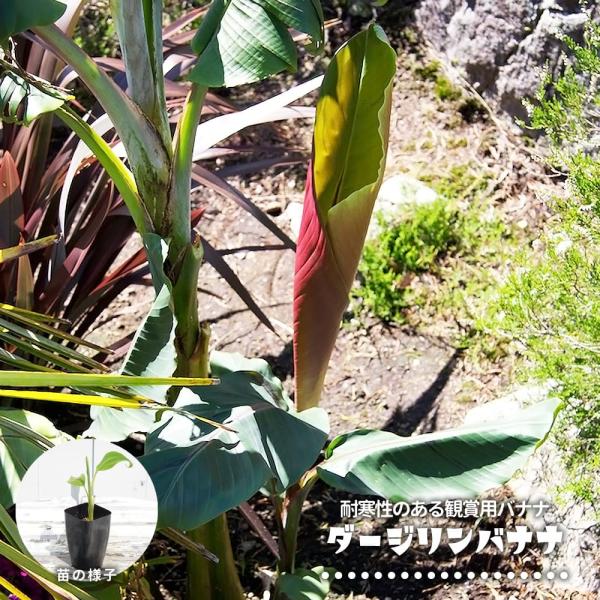 【希少】★ダージリンバナナ★苗　斑入り ダージリンバナナ 実生 3号ポット苗 : 苗木部 花ひろばオンライン