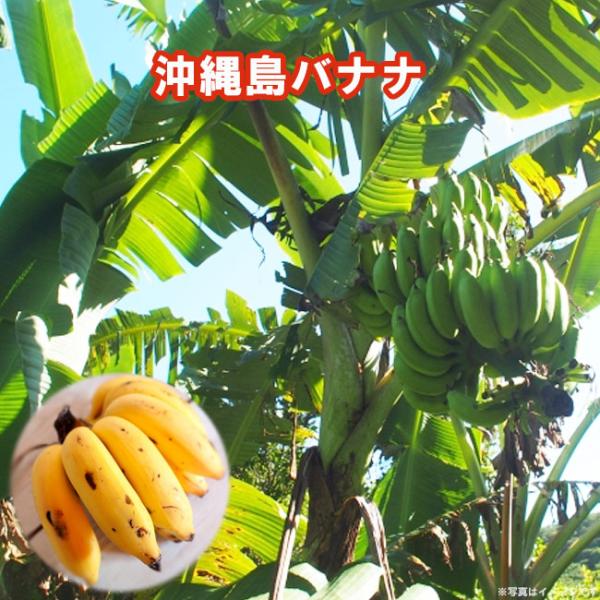 hanahirobaonline_banana-
