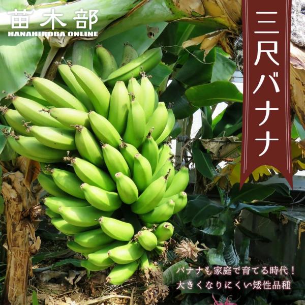 100cm大苗◆官能的で濃厚な甘さ◆ブラジルアップル＝最高級、バナナ苗、耐寒低木 hanahirobaonline_banana-sanshaku02
