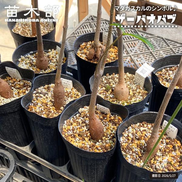 hanahirobaonline_baobabu-the0102
