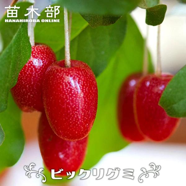 ビッググミの木 2m超え hanahirobaonline_bikkuri-gumi02