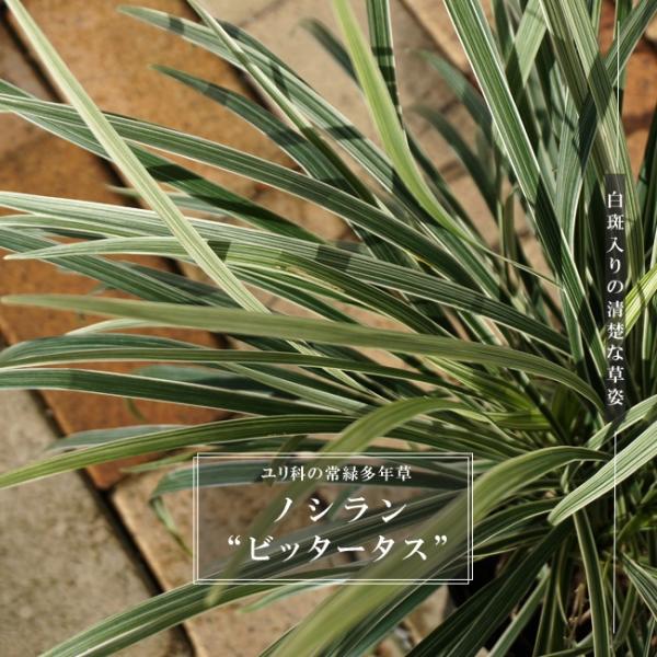 ●品種の特徴ビッタータスは常緑多年草です。細長い光沢がある爽やかな緑に白い斑入りのシャープな葉が最大の特徴。夏頃に白色〜薄紫色の小花が咲きます。株が大きいので1株あるだけでお庭にボリュームがでます。庭木の下草や寄せ植え、ハンキングバスケット...