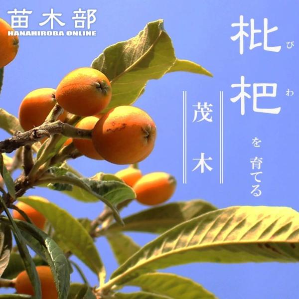 hanahirobaonline_biwa-mogi
