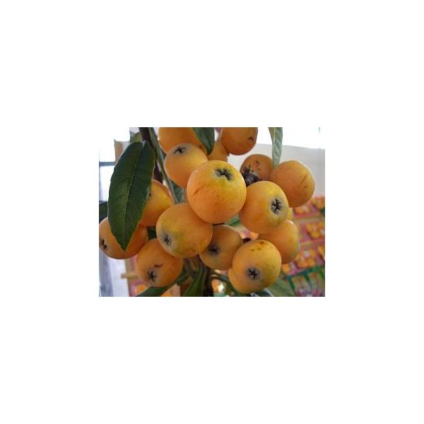 ●品種の特徴ビワ生産日本一の長崎県で生まれたのが「クイーン 長崎」。「福原（福原早生）」や「甘香」、「長崎甘香（あまか）」という名前の方が、聞いた覚えのある方が多いかもしれません。甘香（あまか）は長崎県で作られている福原早生びわの商標です。...