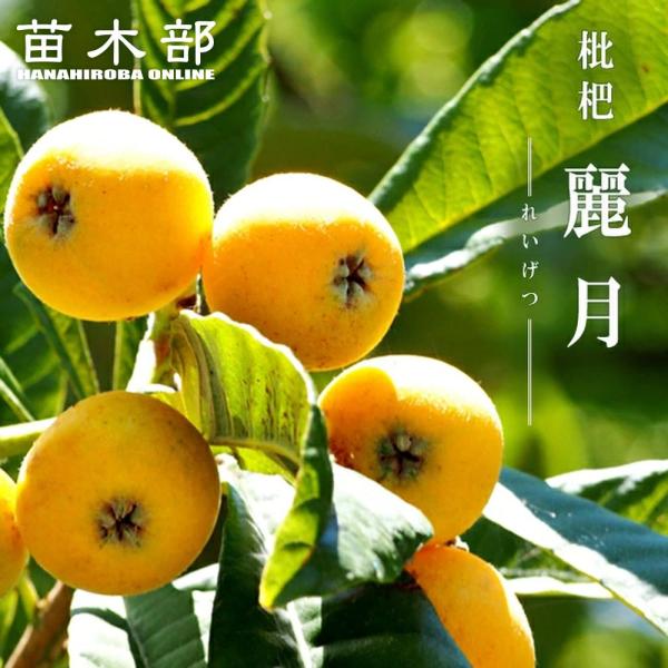 hanahirobaonline_biwa-reigetu